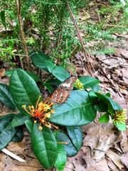 Cethosia penthesilea