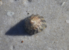 Bembicium vittatum