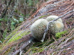Mammillaria densispina