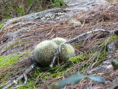 Mammillaria densispina