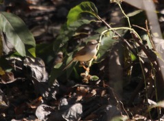 Prinia sylvatica