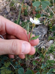 Oenothera kunthiana