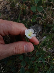 Oenothera kunthiana