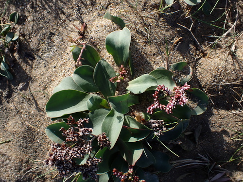Image of Limonium normannicum by no rights reserved