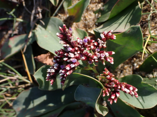 Image of Limonium normannicum by no rights reserved