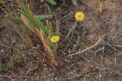 Microseris douglasii