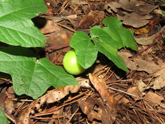 Passiflora exsudans