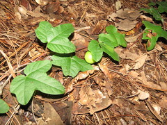 Passiflora exsudans