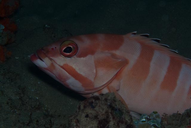Blacktip Grouper