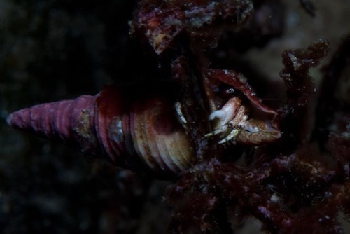 Calcinus pulcher