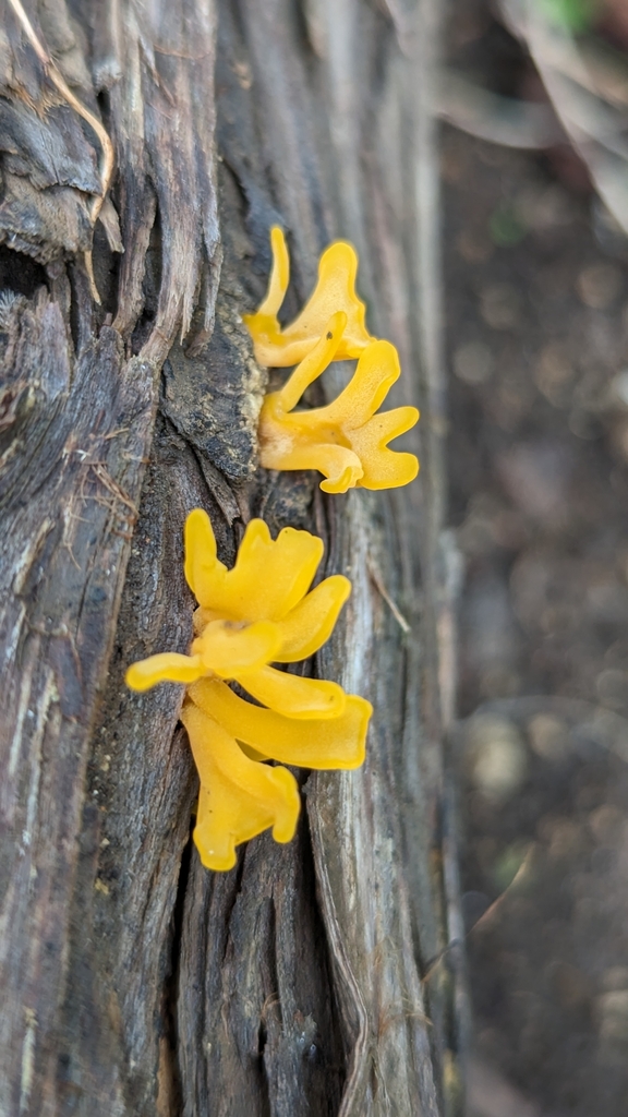 Fanshaped Jelly Fungus from Rollingwood, TX 78746, USA on October 29