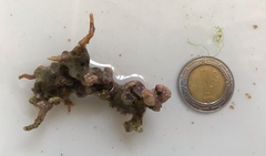 Lithophyllum congestum