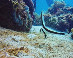Eques lanceolatus