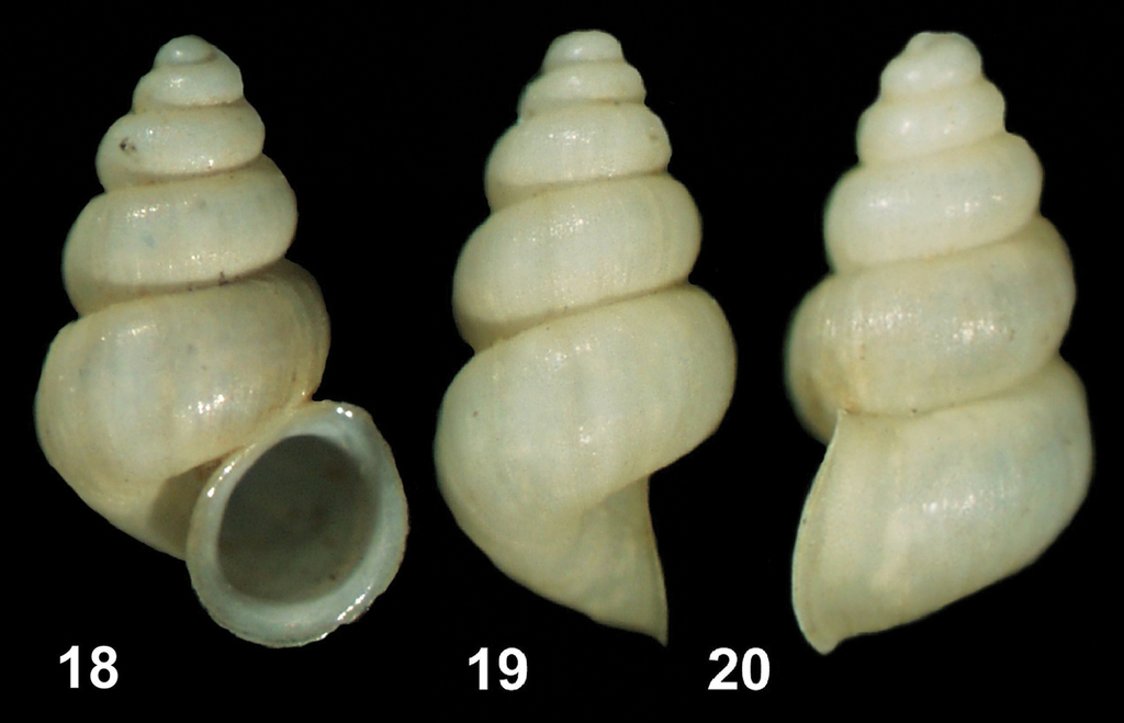 Belgrandiellinae