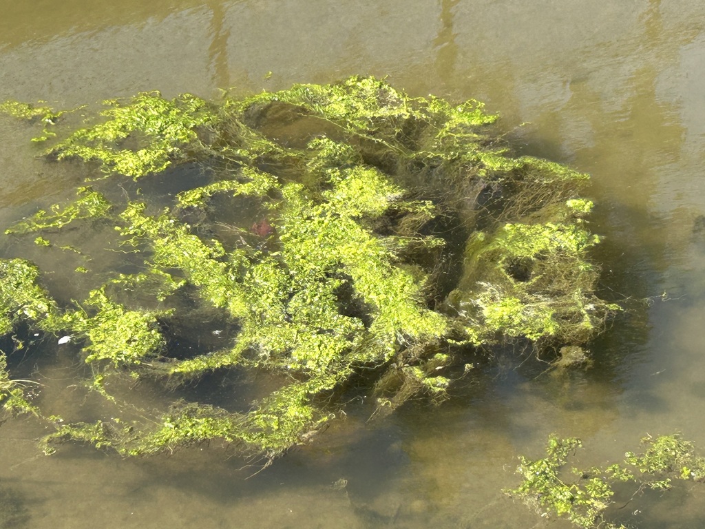 green-algae-from-brea-creek-fullerton-ca-usa-on-october-28-2023-at