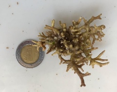 Amphiroa hancockii