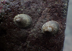 Lottia paradigitalis