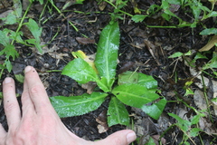 Culantro (Eryngium foetidum)