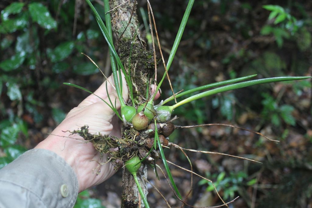 Encyclia bractescens