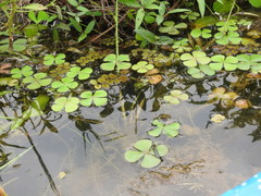 Marsilea vestita