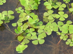 Marsilea vestita