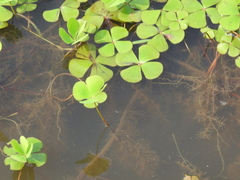 Marsilea vestita