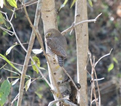 Glaucidium radiatum