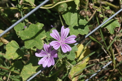 Malva sylvestris