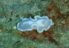 Glossodoris buko
