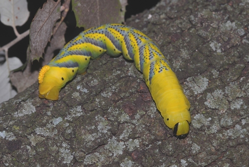 Acherontia atropos