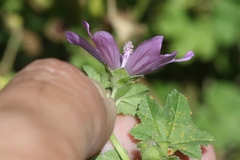 Malva sylvestris