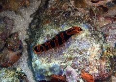 Mariaglaja mandroroa