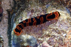 Mariaglaja mandroroa