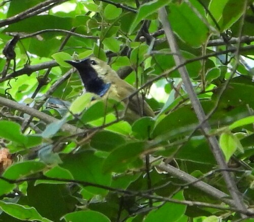 iNaturalist image