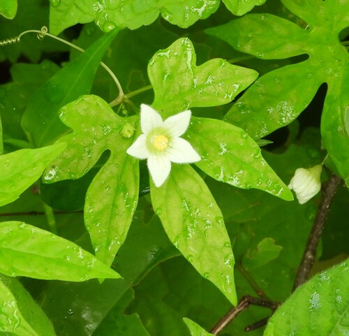 Diplocyclos schliebenii