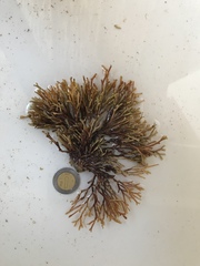 Tricleocarpa fragilis