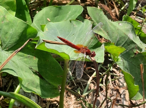 Scarlet Skimmer
