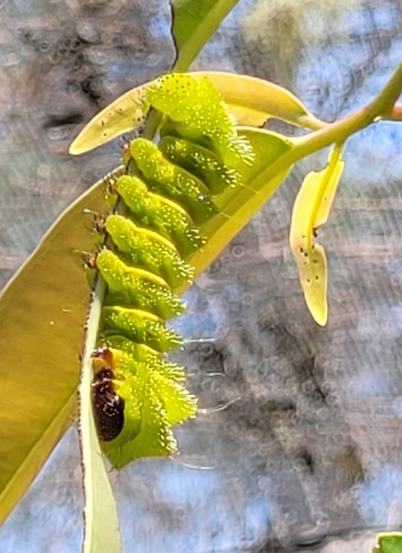 Madagascan Moon Moth