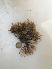 Tricleocarpa fragilis