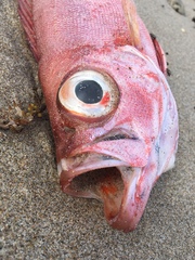 Priacanthidae