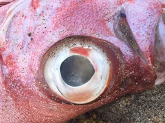 Priacanthidae