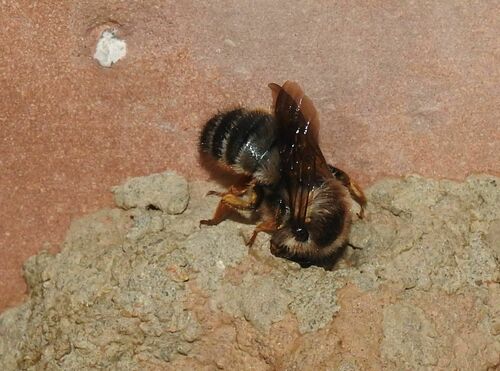Abeille maçonne des hangars