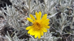 Senecio mairetianus