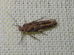 Pyroderces aellotricha