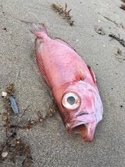 Priacanthidae