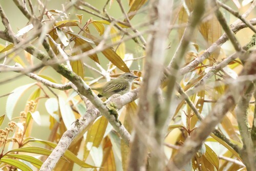 Mistletoe Tyrannulet (Zimmerius parvus), photo 5