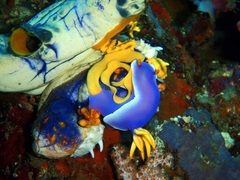 Hypselodoris apolegma