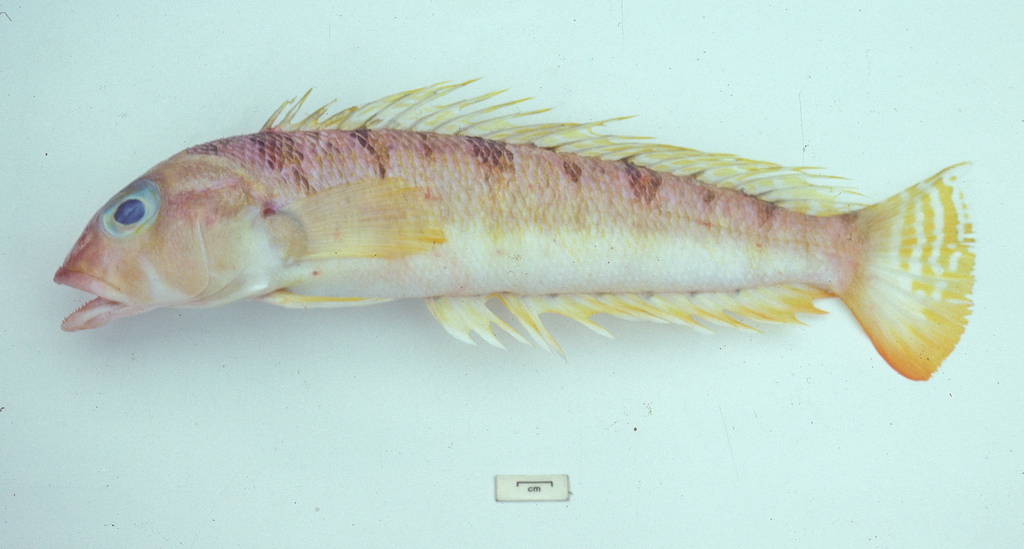 Allport's Grubfish