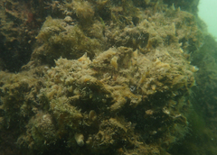 Redigobius macrostoma