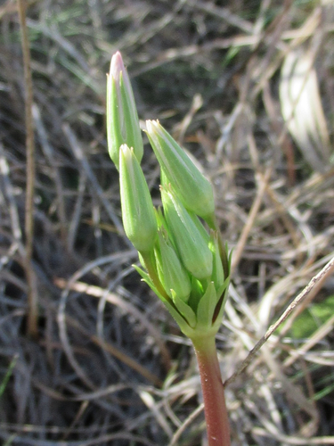 eastern shooting star
